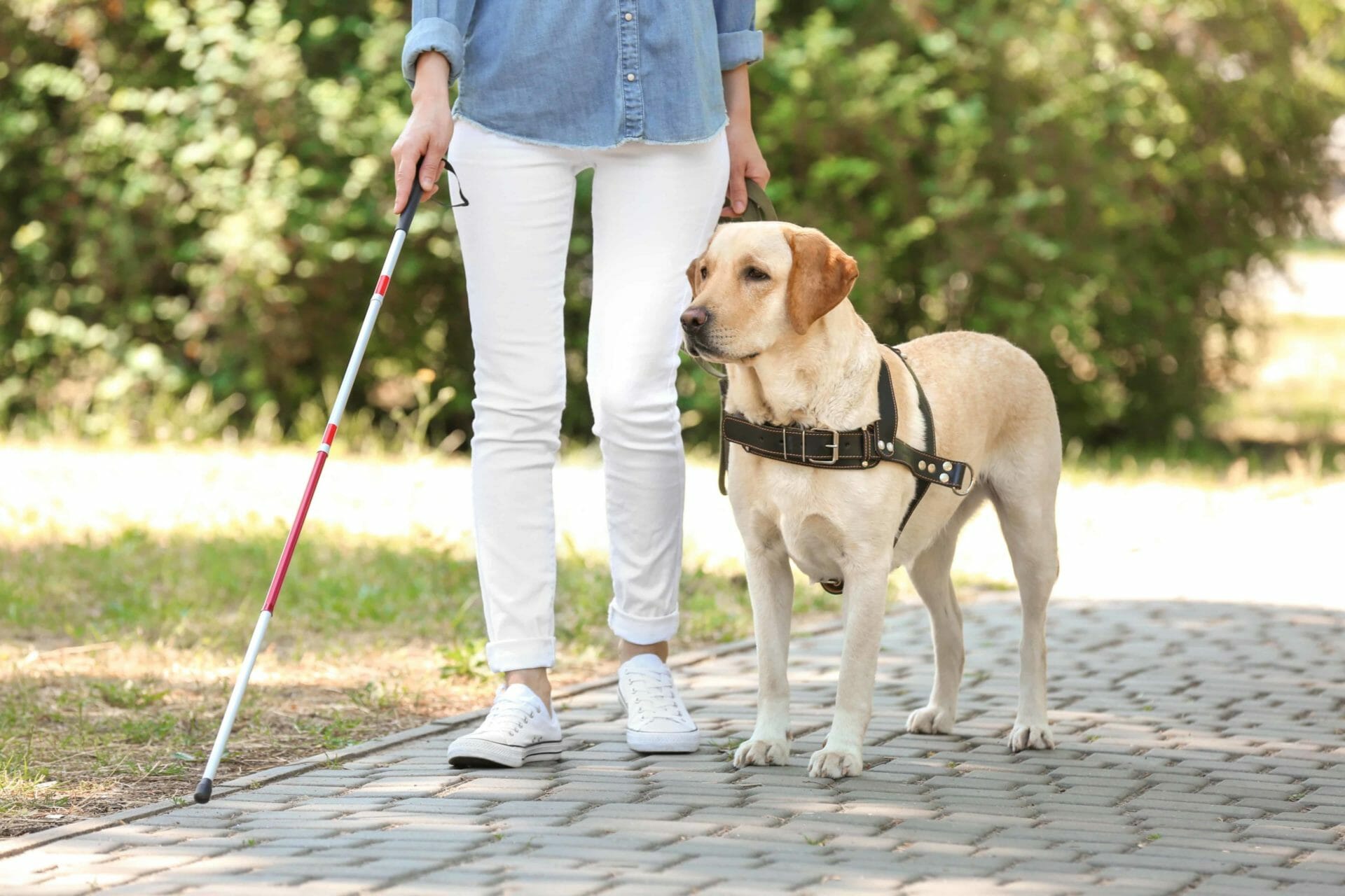 Using a red and white cane with an assistance dog
