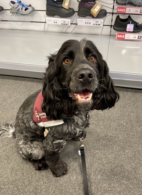 Hearing dog Pippin sitting down indoors, on the lead and wearing their burgundy vest. Pippin is looking attentively at the camera.